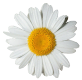 daisy-3-170x165-1