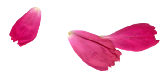 rose-petal-340x164-1