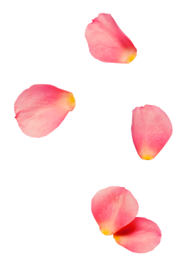 rose0petal2-256x367-1