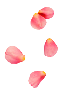 rose0petal3-200x304-1